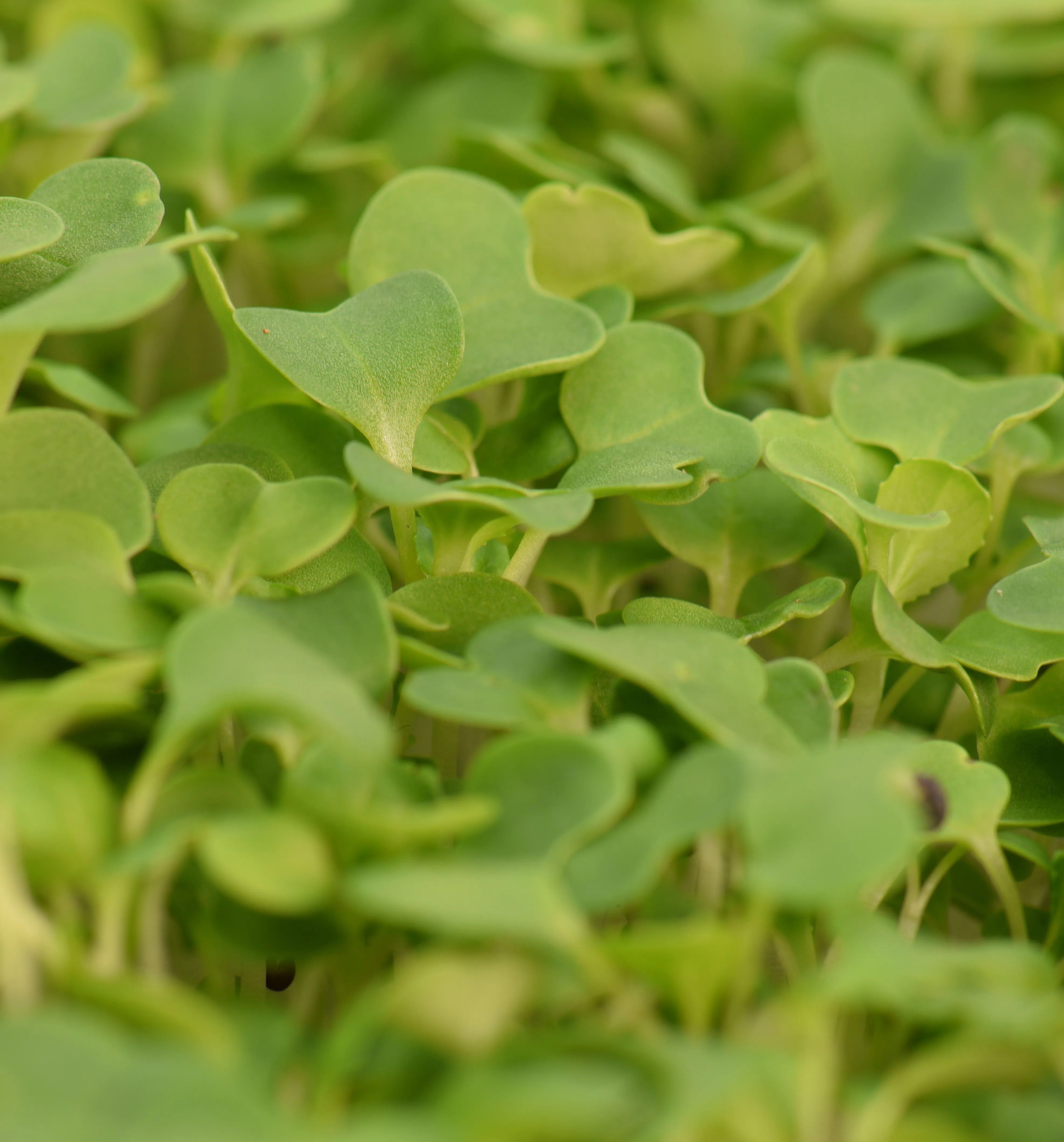 Pak choi