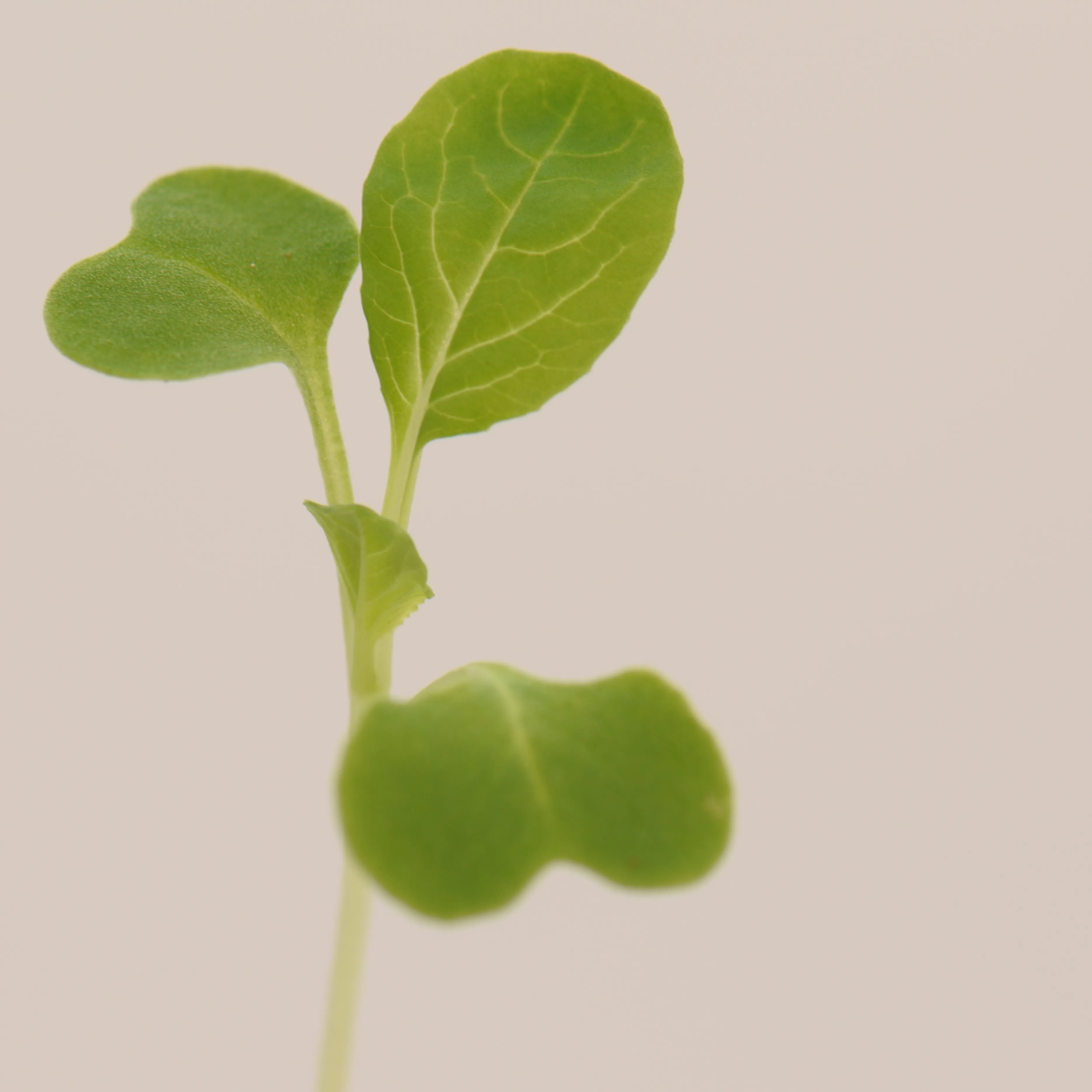 Pak choi